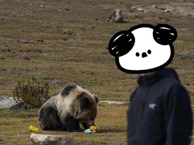 引诱活人并吃人”事件的真相pg模拟器电脑版藏马熊“(图18)